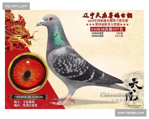 天龙杯赛事直播;天龙杯信鸽脚号查询